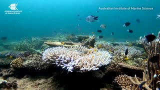 Great Barrier Reef hit by coral bleaching: report