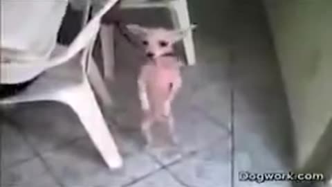 cute dog funny dancing chihuahua