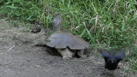 crow is trying to steal the turtle eggs