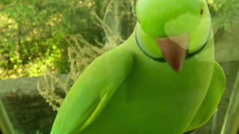 funny parrot marveled