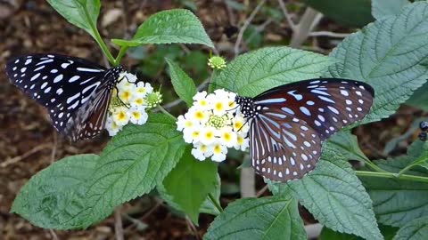 Beautiful Rainforest Butterflies .. Relax Sounds #Rainforest #Butterflies