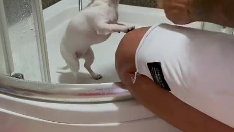 Funny dog take shower and so happy