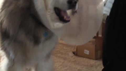 Malamute tiene un ataque de estornudos