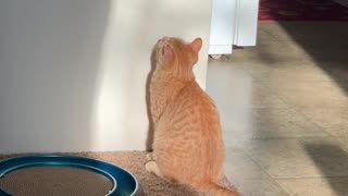 Cat Does Battle With Mysterious Shadow Monster