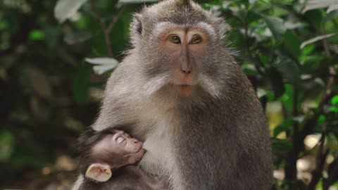 A Monkey Feeding Her Baby