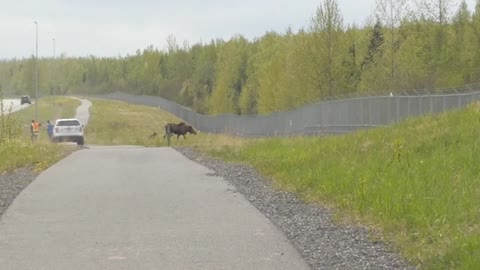 Mum Moose Defends Two Young Calves Against An Unassuming Cyclist