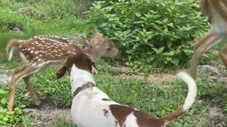 New fawn meeting the yard animals