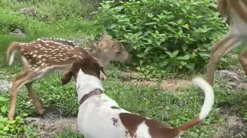 New fawn meeting the yard animals