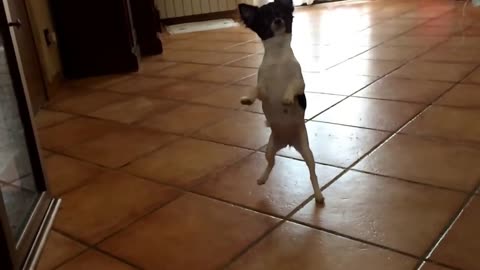 Cute chihuahua funny video (Funny doggy video)