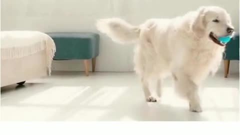 wow so cute dog #shorts #trending #tiktok #cat #video #shortsfeed #viralshort #shortfeed #dog