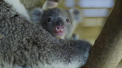 Most precious Koala Joey moments ever! -20