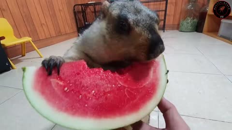 awesome sound when marmot eats watermelon