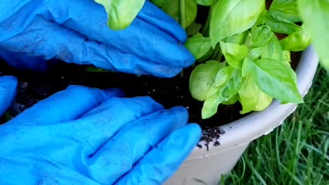 How to repot root bound plants | Basil plants