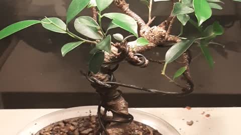 fica bonsai tree