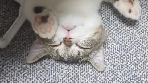 It's a cat sleeping2 luckypunch