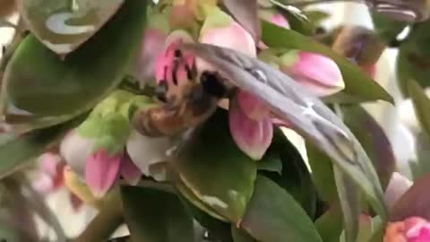 Wasps Getting Nectar From Flowers Slow Mo