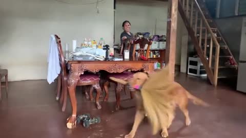 This Golden Retriever Knows How To Kid Around