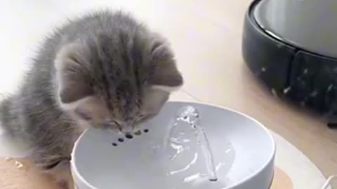 Kitten drink water kitten play