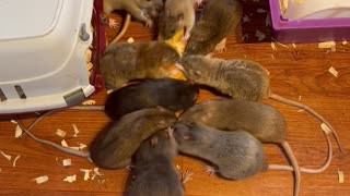 Pet Rats Wrestle Over Baguette
