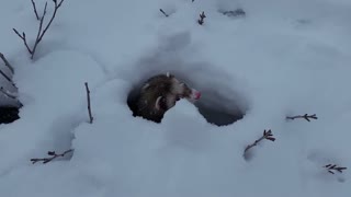 Hurón ve a un intensa nevada como un patio de juego gigante