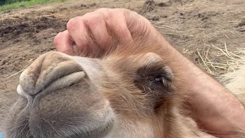 Baby Camel Enjoys a Head Scratch