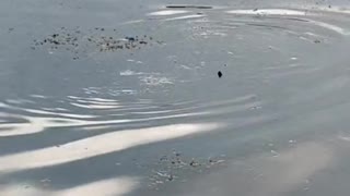 a beaver is eating fish in the lake