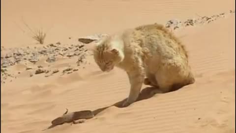 Sand Cat vs. desert snake