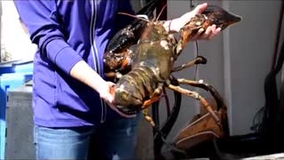 That's a Really Big Lobster