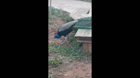 Peacock bird in the garden