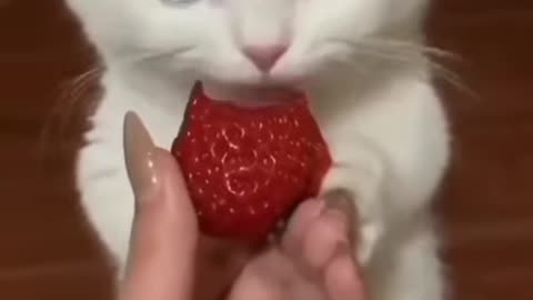 Cute and funny cat video