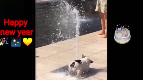 See how funnily the dog 🐕 is playing with water