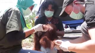 Orangotango é resgatado depois de viver em caixa minúscula