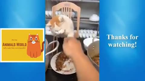 Confused Sneaky Pets #shorts #shortsvideo #video #viral