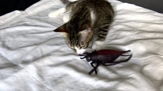 Cute Litten Sees an Ugly Bug