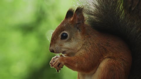 A Brown Squirrel Eating