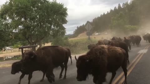 Yellowstone Stampedes And Fights That Stops Traffic