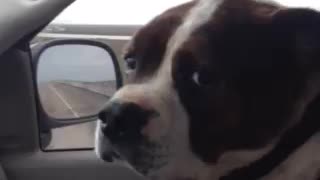 Pit bull listening to song