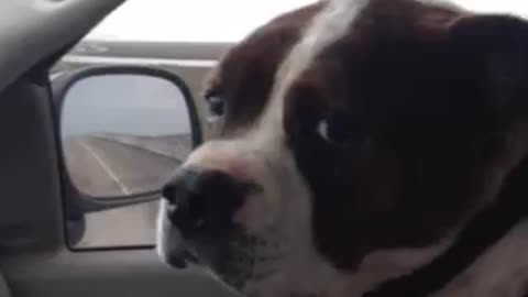 Pit bull listening to song