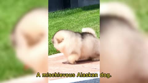 A mischievous Alaskan dog.
