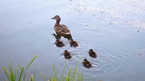 Organized and disciplined ducklings lined up