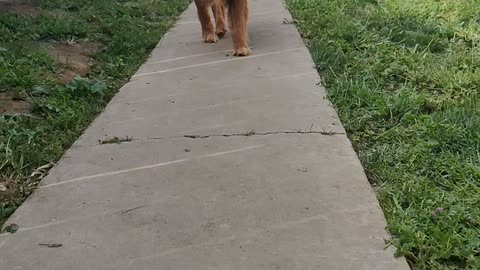 Buddy walking in slow mo