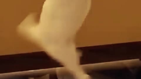 CAT PLAY WITH BALL