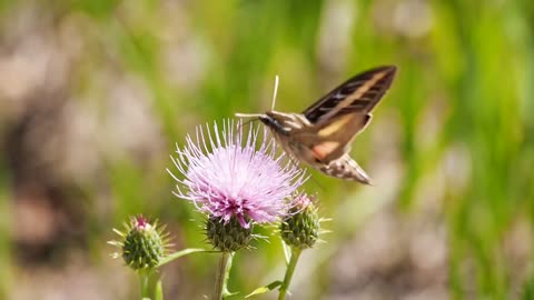 Butterfly Goes Around Flowers For Feeding