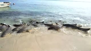Tawny Sharks Feed on Murray Island