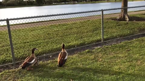 Duck Parents Lay The Quack Down