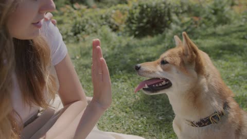 Dog Doing High Five With A Girl