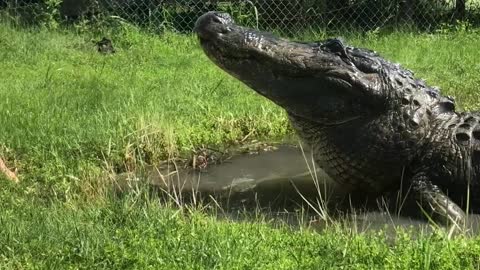 Brave Girl Feeds Giant Gator Knee Deep In Pond Water