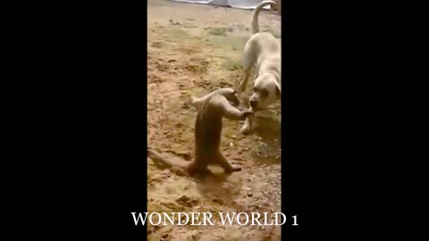 Strange Anteaters Fight With Dog