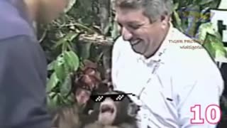 Funny monkey is joking With his owner