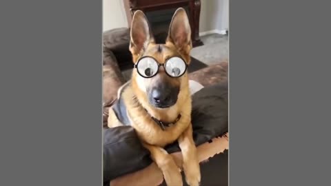 Comedy dog || laugh dog || Funny pets #funny #pets #pet #dogs #dog